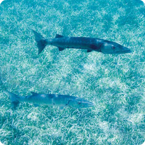 Immagine del pesce