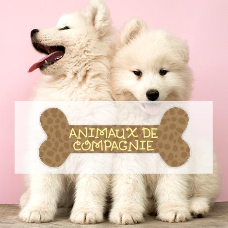 Animaux de Compagnie