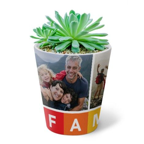 Plant Pot